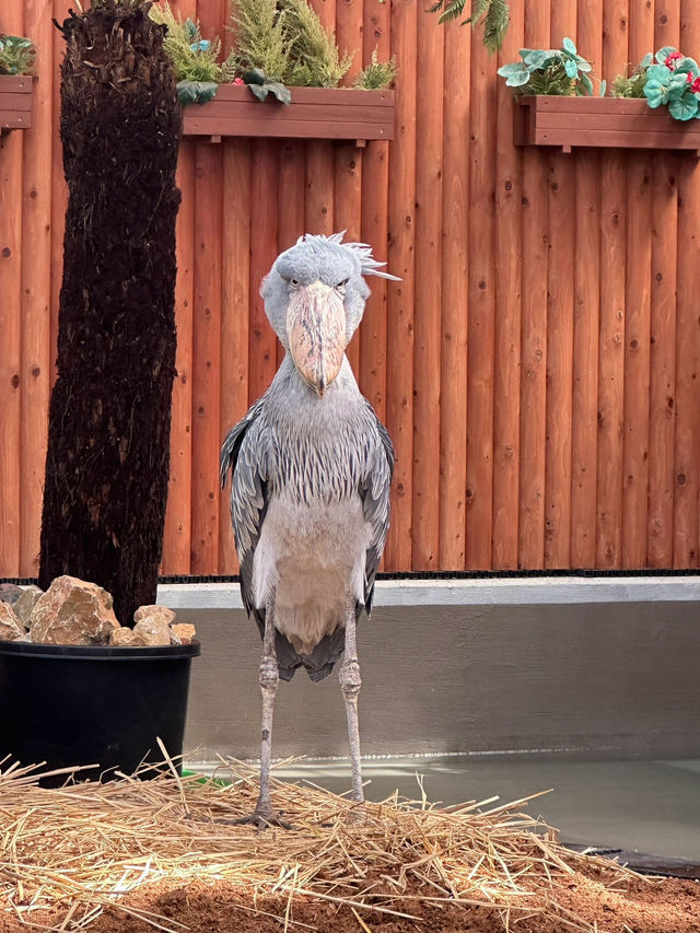【掛川花鳥園】
