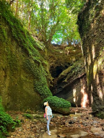 [Kochi] Mysterious sight: Fern colony at Iokido