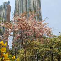 🌸 **櫻桃街公園櫻花觀賞分享** 🌸