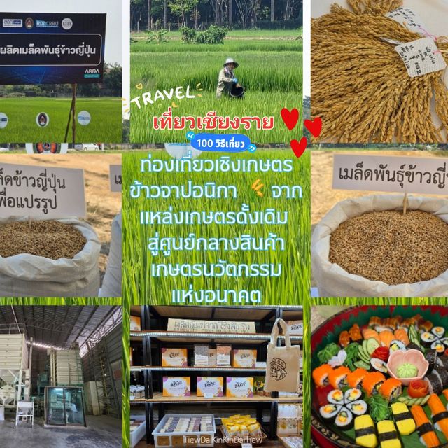 ท่องเที่ยวเชิงเกษตร : ข้าวจาปอนิกา 🌾