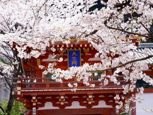 【奈良県】日本でもここだけ！桜大仏を拝める「壷阪寺」