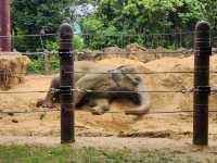 家族で楽しむ都心のリフレッシュポイント – 上野動物園で癒しのひととき