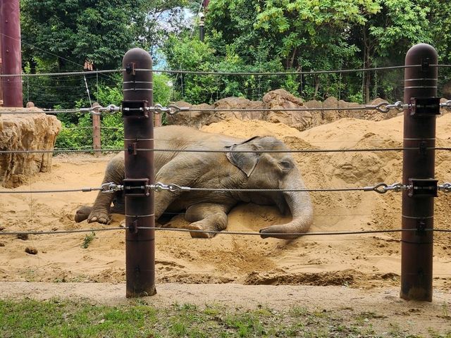 家族で楽しむ都心のリフレッシュポイント – 上野動物園で癒しのひととき