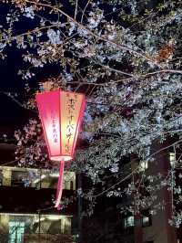 Iconic photo place for cherry blossom