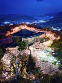 【広島】行かなきゃ損‼️尾道水道×桜の絶景🌸 ライトアップも✨