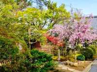 Chasing Sakura at Myoshinji Garden