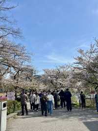 The Ultimate Cherry Blossom Spot! Ueno Park
