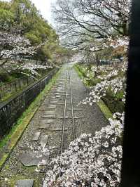 【京都×春旅】桜の季節 映える人気スポット