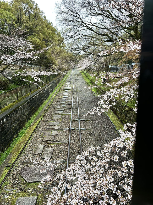 【京都×春旅】桜の季節 映える人気スポット