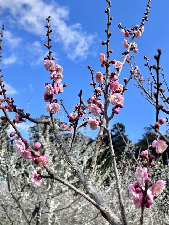 Spring Blossoms at Kairakuen, Mito🌸