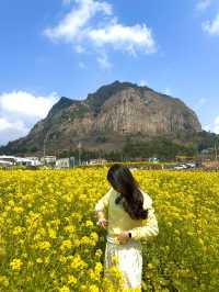 봄 제주하면 꼭 방문해야할 필수 스팟 🌼 
