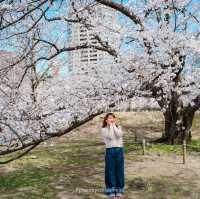 ดอกซากุระบานที่ Maizuru Park 🌸🗻🇯🇵