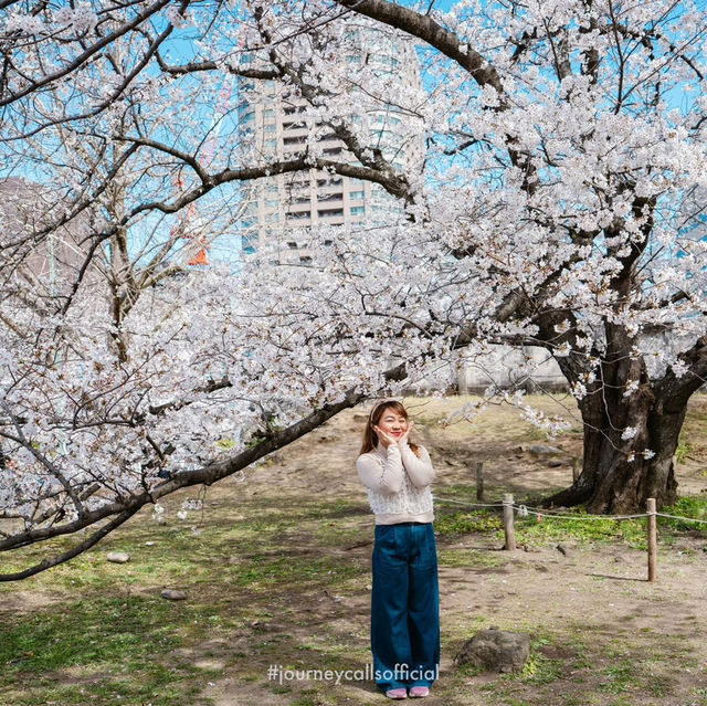 ดอกซากุระบานที่ Maizuru Park 🌸🗻🇯🇵