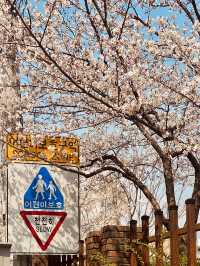 A Cherry Blossom Spectacle
