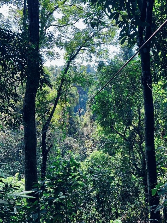 ตาดฟาน -​ Zipline
