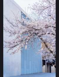 Long Museum (West Bund) Cherry Blossoms - Shanghai’s Industrial-Chic Sakura Spot
