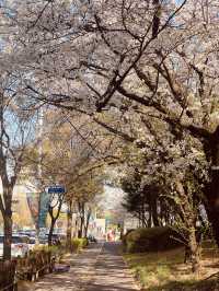 A Neighborhood Sparkle of Cherry Blossoms