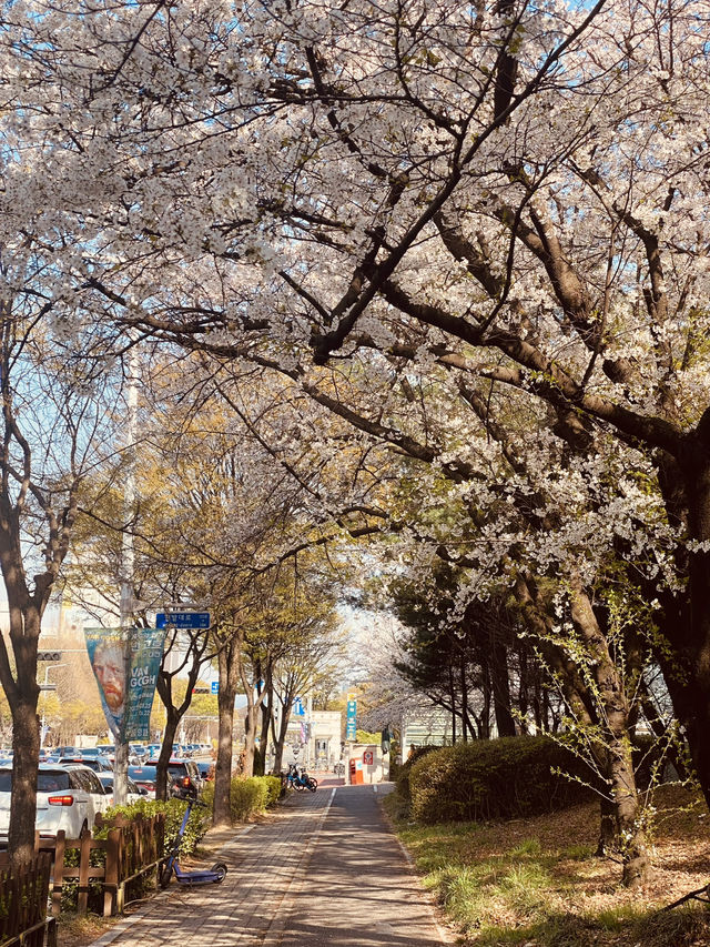 A Neighborhood Sparkle of Cherry Blossoms