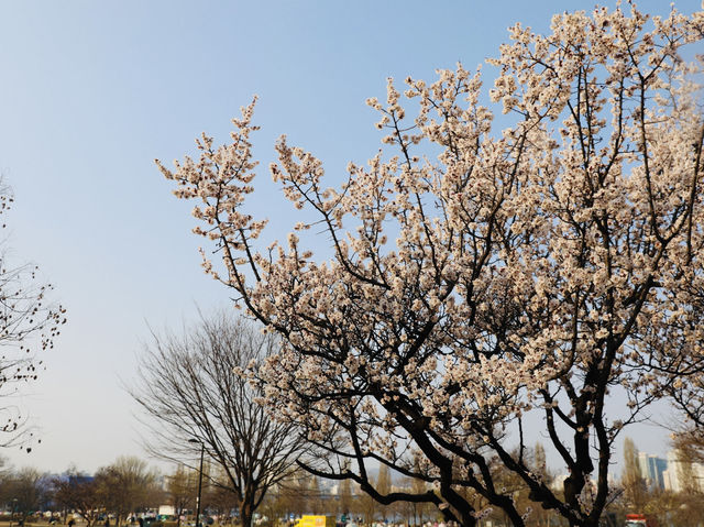 首爾｜春天限定美景絕對不輸日本！汝怡島漢江公園櫻花美到不真實，韓妞都來這裡拍