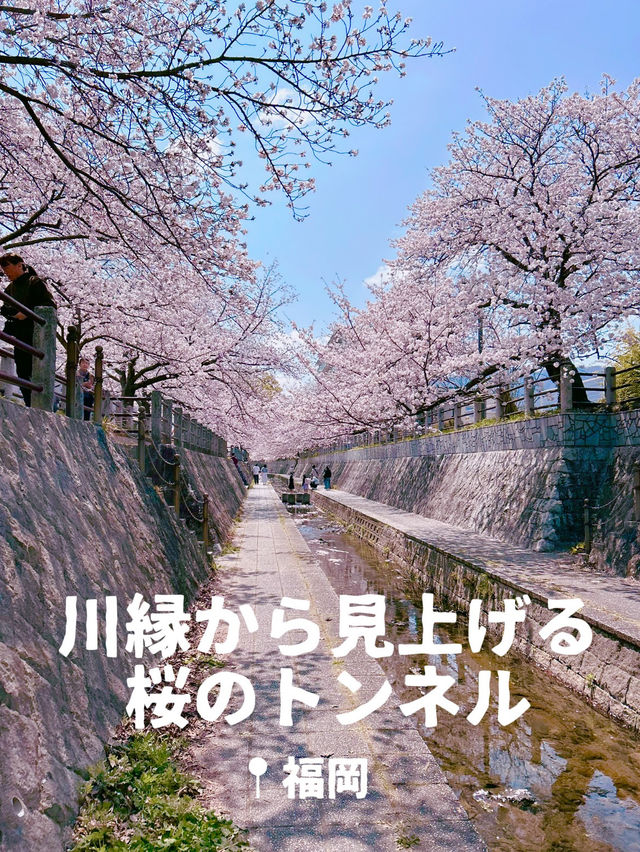 【福岡】川縁から見上げる桜のトンネル🌸