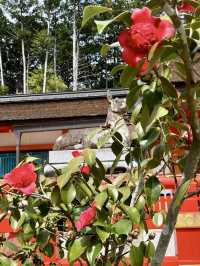 Cherry Blossoms at Oharano Shrine