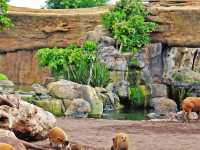 瓦倫西亞動物園
