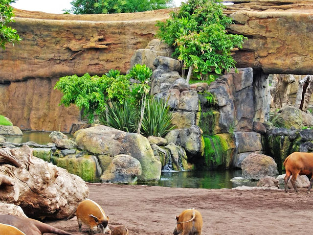 瓦倫西亞動物園