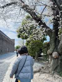 부모님과 가기 좋은 일본 도시 추천🌸