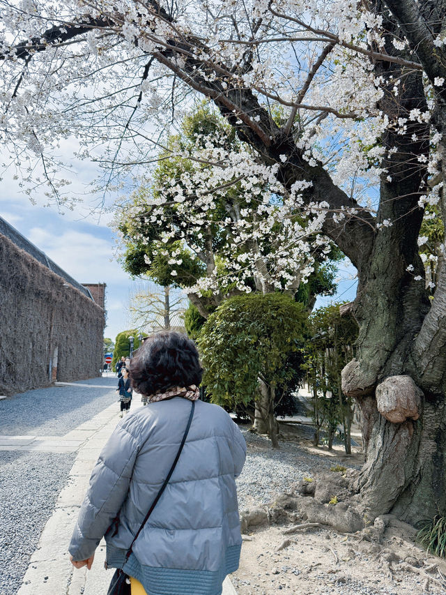 부모님과 가기 좋은 일본 도시 추천🌸