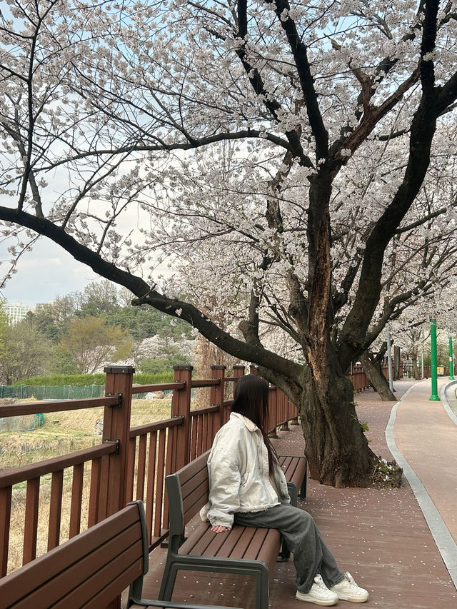 청주 도심 속 감성 뷰포인트, 수암골 전망대🤍💛