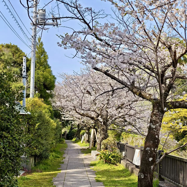 泊城公園～櫻醉神迷