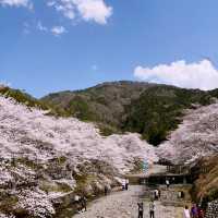 【亀岡🇯🇵】京都の穴場桜スポットはここ🌸
