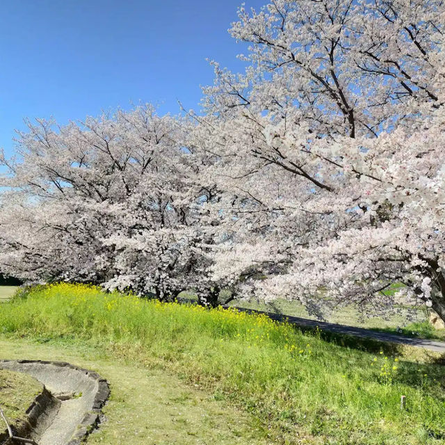 【宇佐】🇯🇵 宇佐風土記の丘