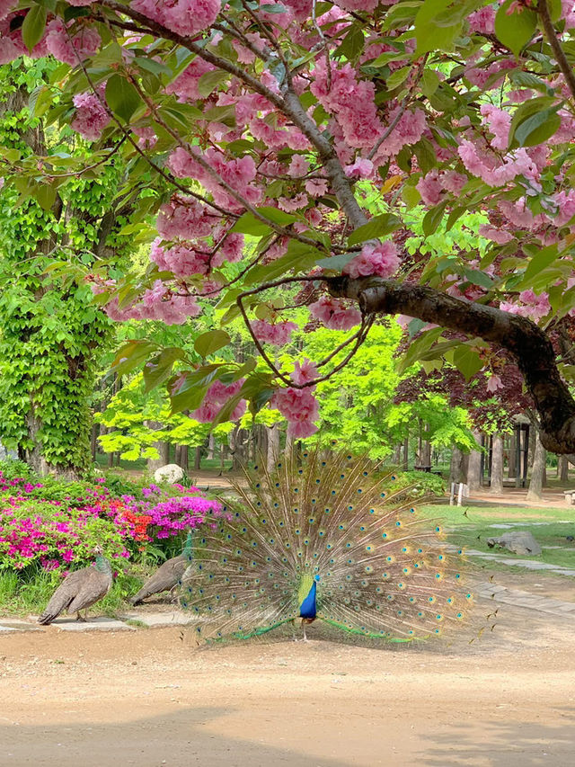 Blush Pink Paradise — Cherry Blossom Season on Nami Island