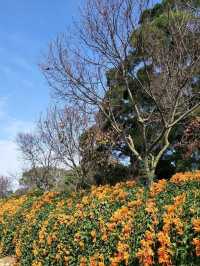 #炮仗花海公園-苗栗縣銅鑼鄉