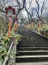 Foxes, Forests & a Thousand Gates — My Takayama Inari Shrine Stroll