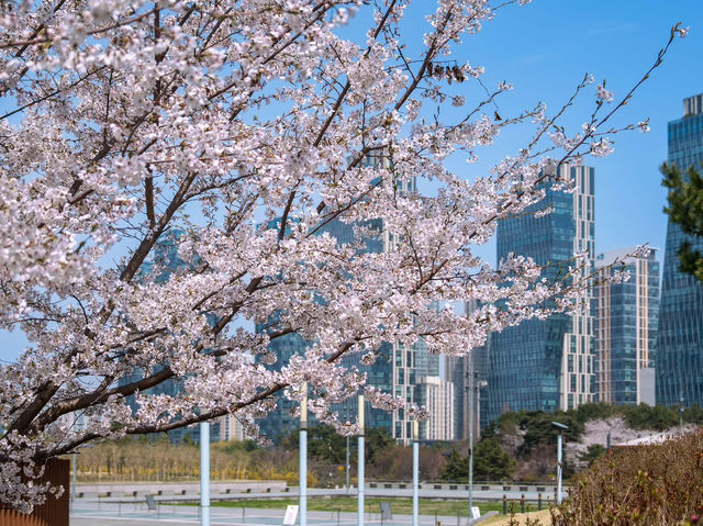 Chasing Sakura at Songdo Central Park