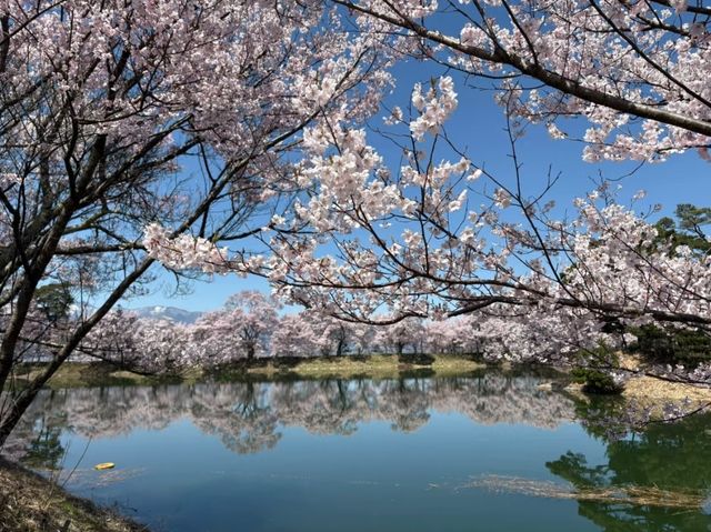 Rokudo-no-Tsutsumi Cherry Blossoms– Kyoto’s Hidden Philosopher’s Path