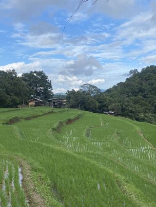Terraced Rice Fields at Ban Pang Ma O, Chiang Mai