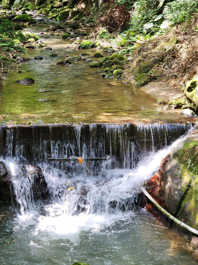 承天禪寺步道走向桐花公園賞油桐花