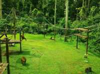 Sepilok Adventures: Where Orangutans Stole My Heart (And Almost My Lunch!)"** 🌿🐒  