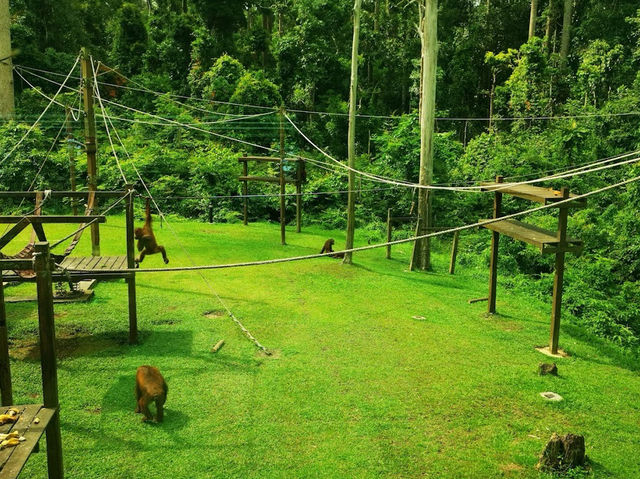Sepilok Adventures: Where Orangutans Stole My Heart (And Almost My Lunch!)"** 🌿🐒  