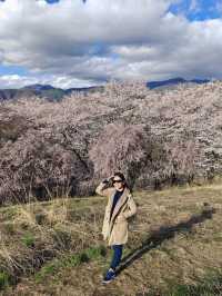 Sakura in Spring — Season of New Beginnings 