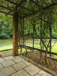 Nature Meets Café Vibes at Pineyard Genting