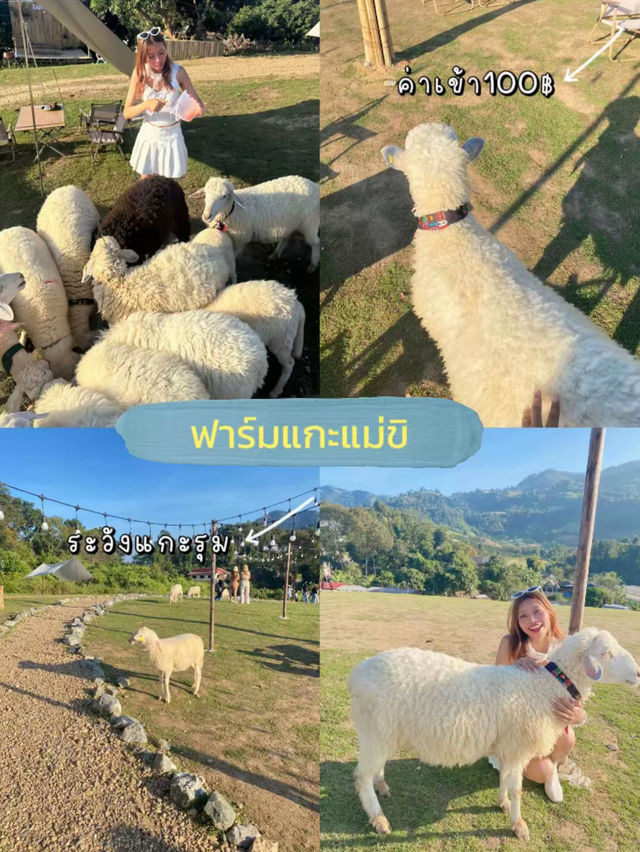 เที่ยวเชียงใหม่ เช่ารถพร้อมคนขับ 2คนตกคนละ750฿🚘💸