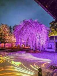 Nighttime Guide to Kodai-ji Temple: Kyoto’s Hidden Night Sakura Gem