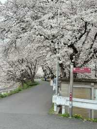 🌸 Cherry Blossom Viewing in Nara! 🌸