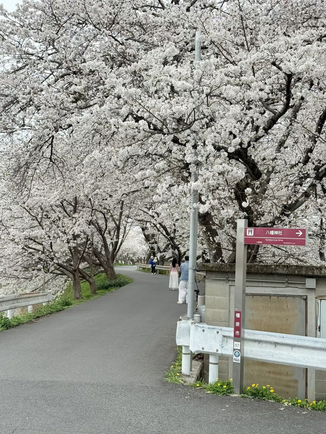 🌸 Cherry Blossom Viewing in Nara! 🌸