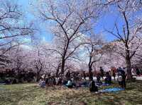 福岡賞櫻🌸西公園櫻花璀璨🌸
