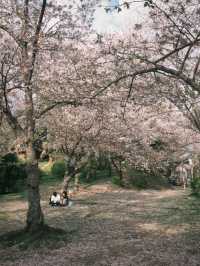 🌸 Fukuoka Itoshima: Sakura and the Sea